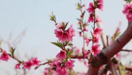 人間四月芳菲盡，桃花朵朵映中聯！